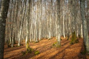 pn gorbea
