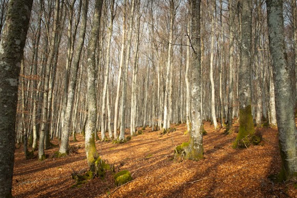 Senderismo por el Parque Natural del Gorbea: Ruta de Las Tres Burbonas